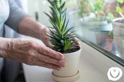 Jak natura, rośliny i ogród mogą pomóc seniorowi?